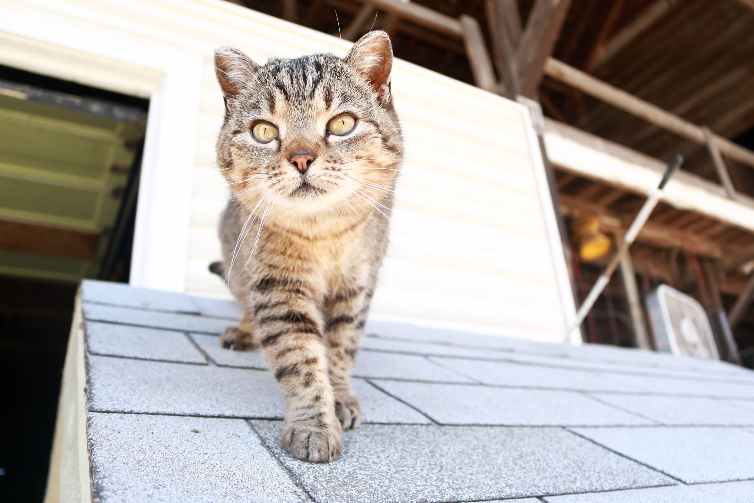 Beautiful, well cared for barn cat.