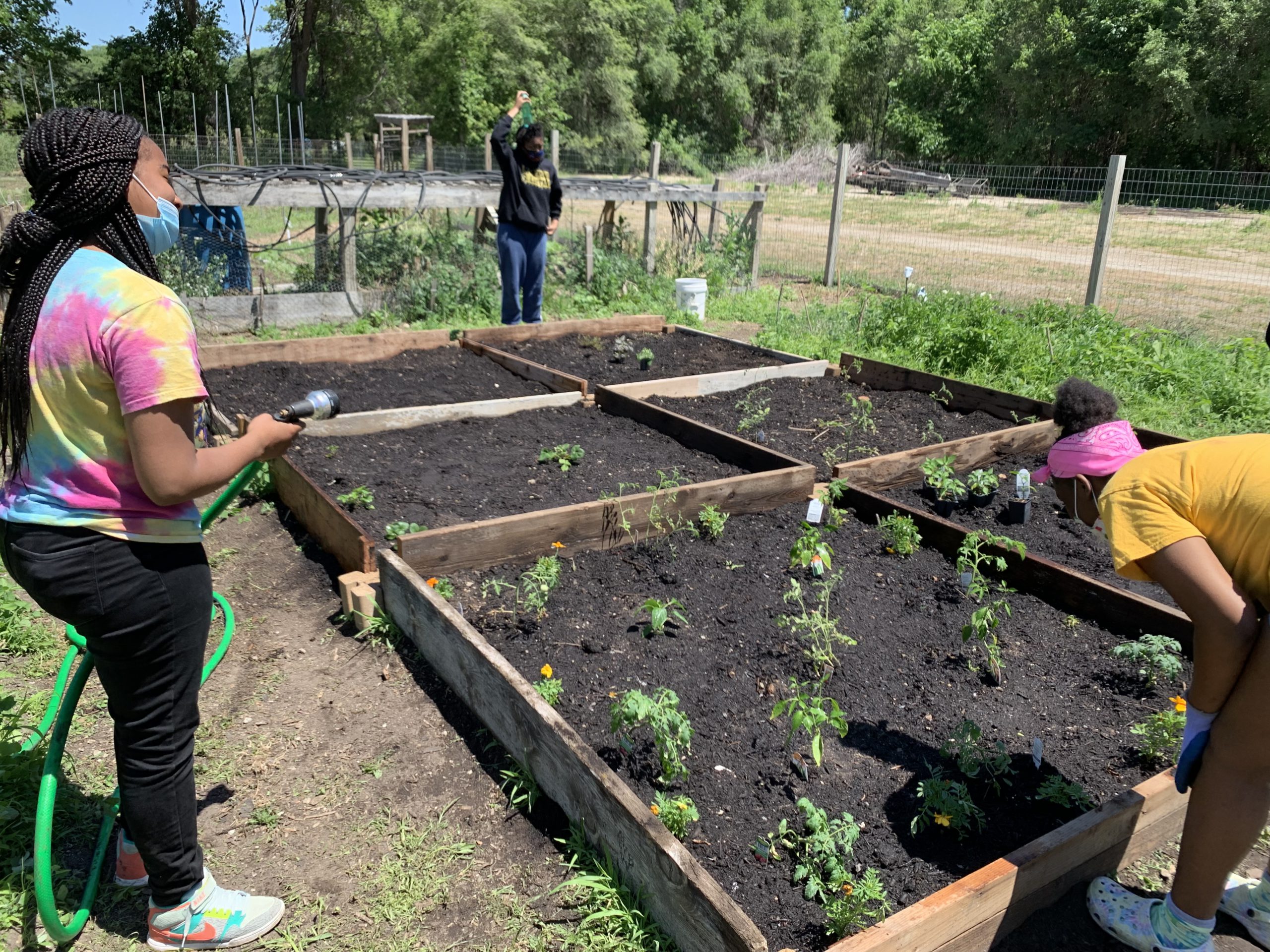 Working in the Waterloo garden.